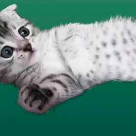 вислоухий котёнок
