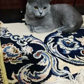 кошечка