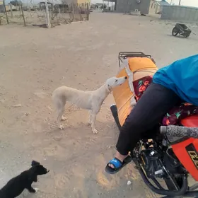 tazi