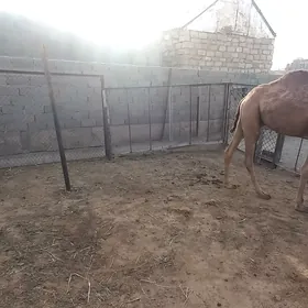 Keşer