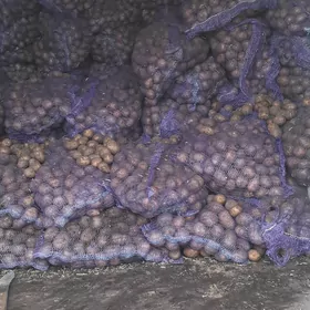 Tohum Kartoşka