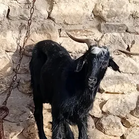 теке