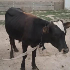 şwes öküz