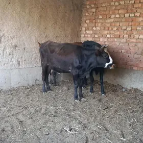 3 tüwe