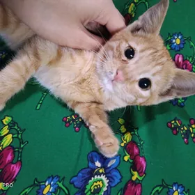 котенок в добрые руки