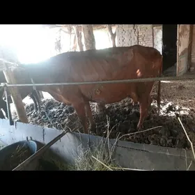 саглик инек