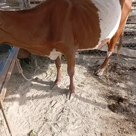 Saglyk sygyr