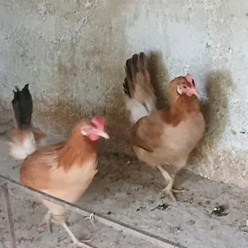 towk 1 yil bolan