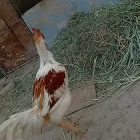 baysow