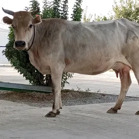 GÖLELİ SYGYR