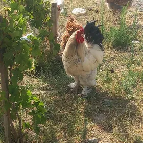 BRAMA HORAZ