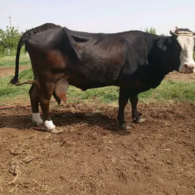 sygyr