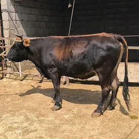 Bakylan Sygyr