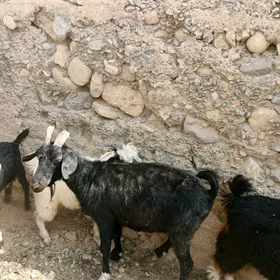 Geci