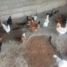 Tawuklar