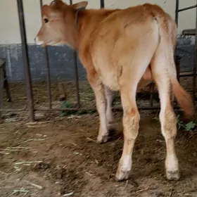 bir öküz bir tüwe