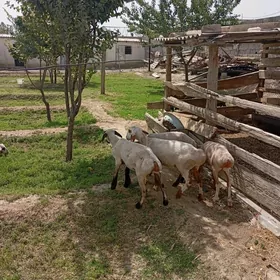 Işek goýun  Çewiş