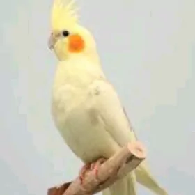 Karella