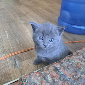 Шотландские плюшевые котята