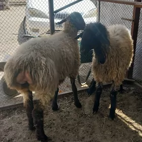 2 gurat goýun