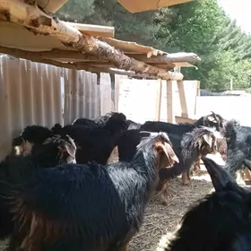 çewis