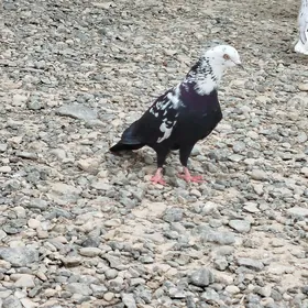 kepderi