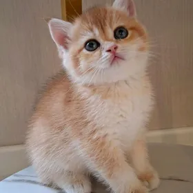 Шотландские шиншиллы