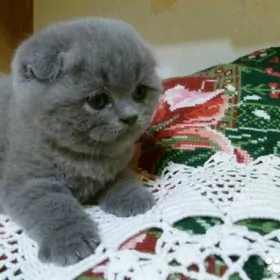 котята