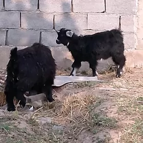 çewiş kelek