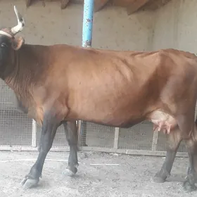 goleli