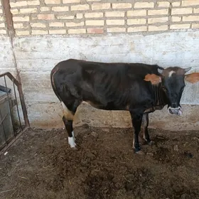 Göle Gacar