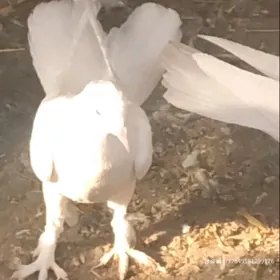 kepderi