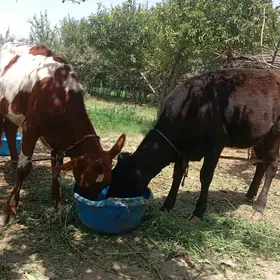 2 sany 1 ýaşap geçen gulajyn