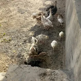 OWGAN INDUK INDUK JUJE