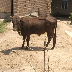 окуз