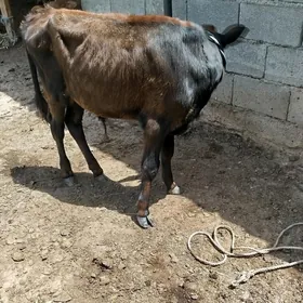 okuz tuwe