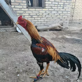 Horaz