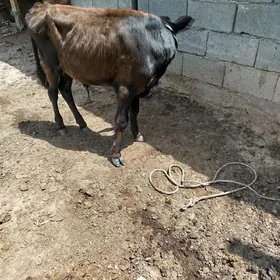 okuzçe