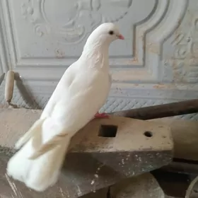 kepderi