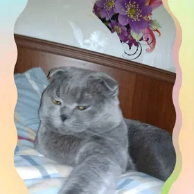кот британец