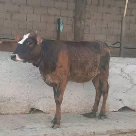 öküz