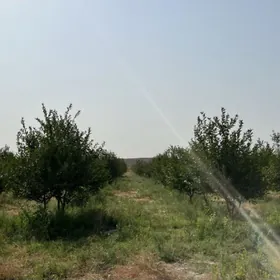 ишгар герек