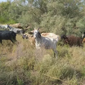 SerkeSerke