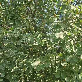 СРОЧНО