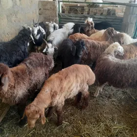 Tokly geci cebiş goyyn