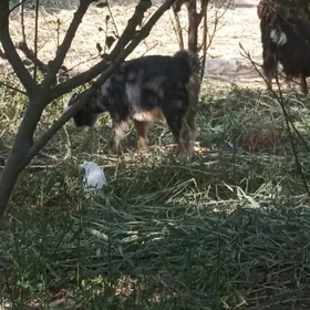 cewiş