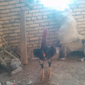Baysow