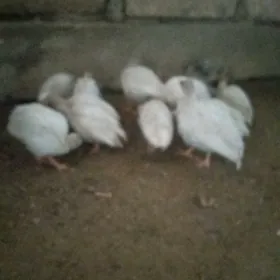 АК цезарка
