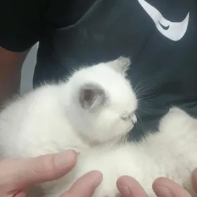 шатладские бесплатно
