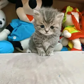 шотландская прямоухие котята